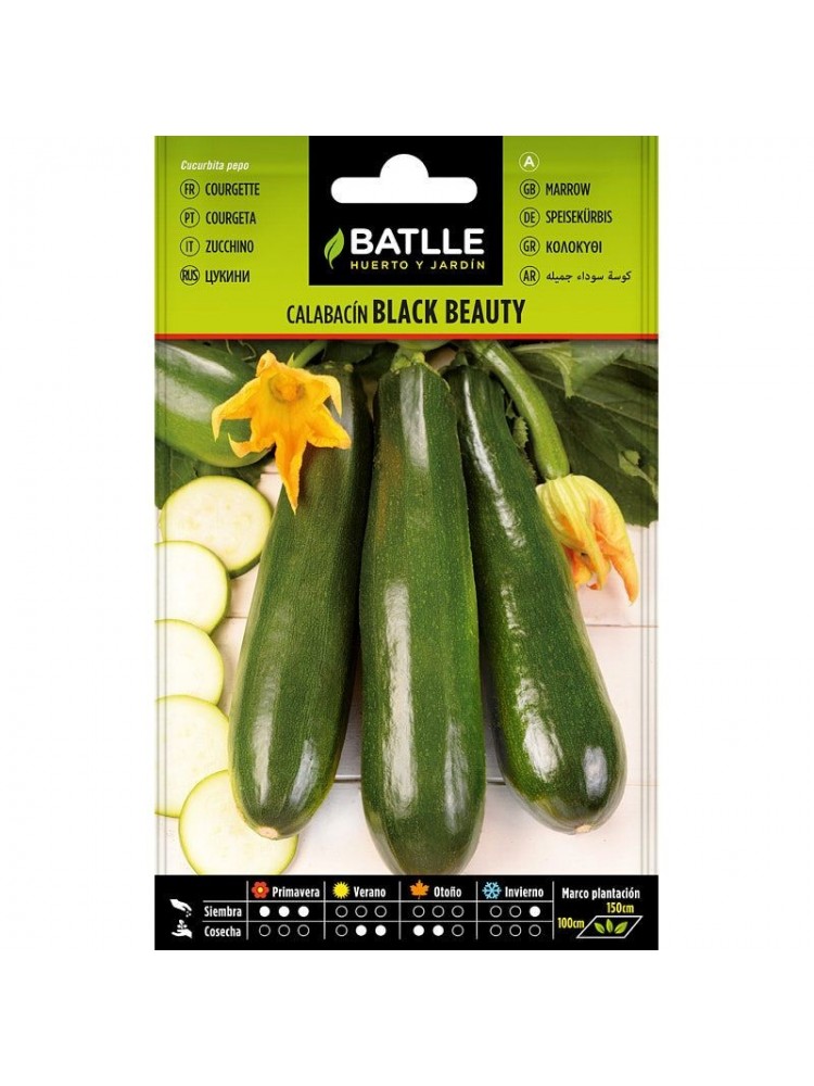 Calabacin black beauty