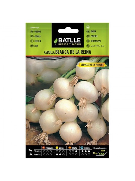 Cebolla blanca de la reina