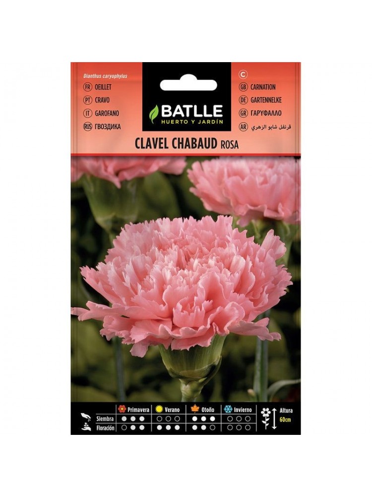 Clavel chabaud rosa