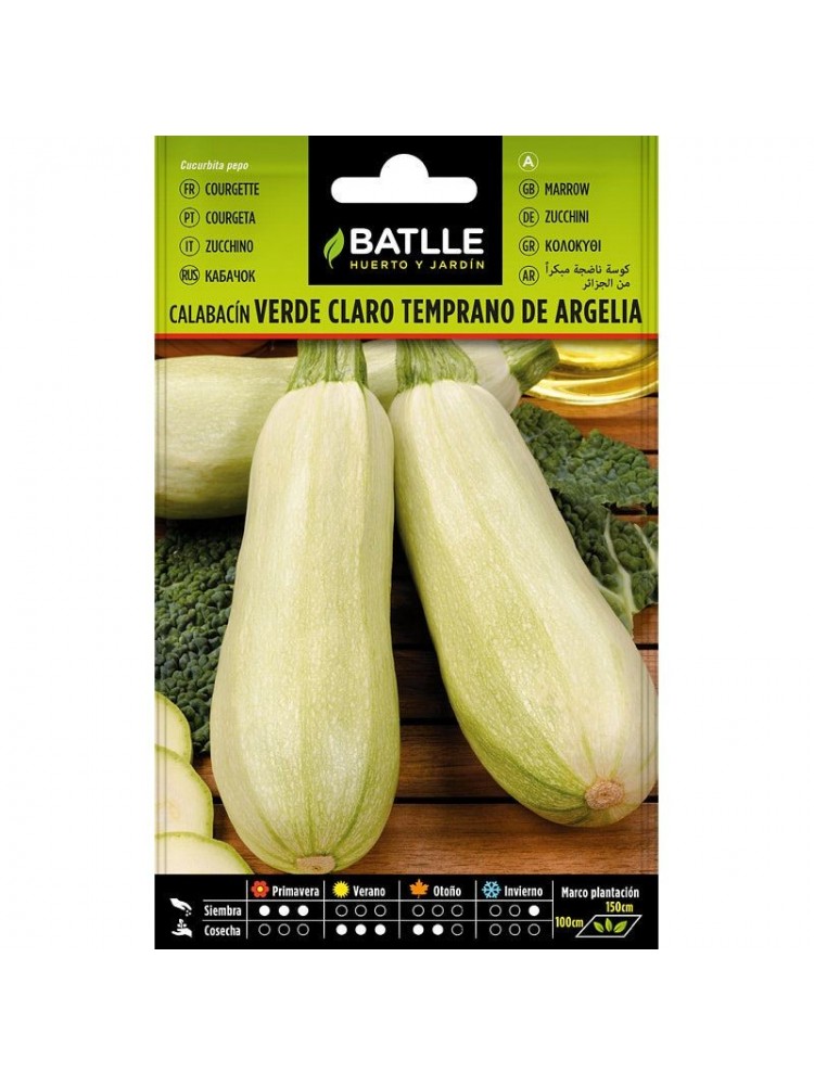 Calabacin verde claro temprano de argeli