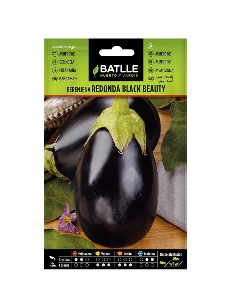 Berenjena redonda black beauty