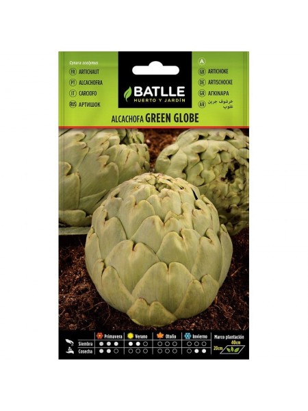 Alcachofa green globe
