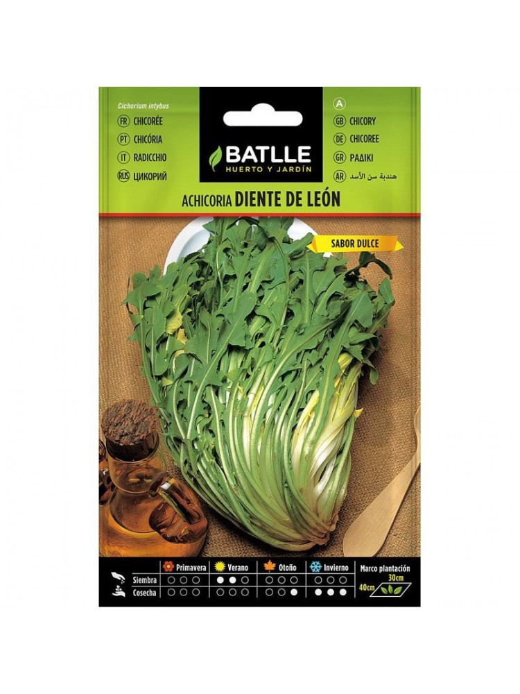 Achicoria silvestre diente de leon