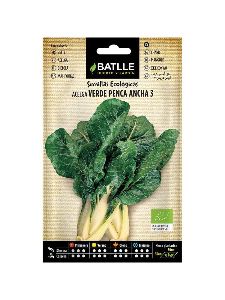 Acelga verde penca ancha 3 - eco