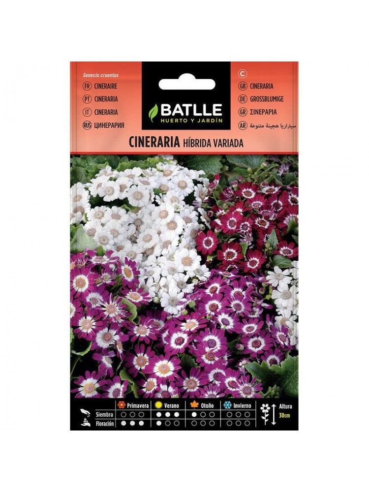 Cineraria hibrida variada