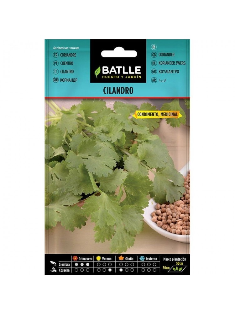 Cilandro - coriandrum sativum