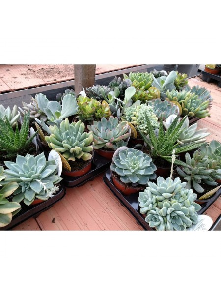 Suculentas, Ø13 cm