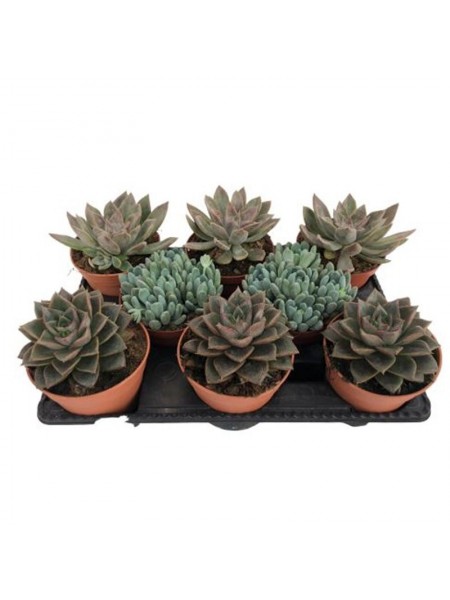Echeveria Mix Ø17