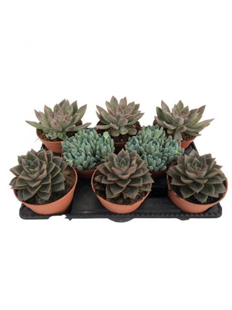 Echeveria Mix Ø17