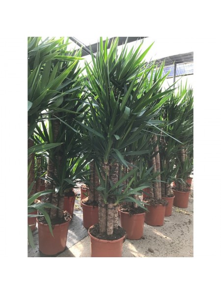 Yucca Ø25/120-90-60-30