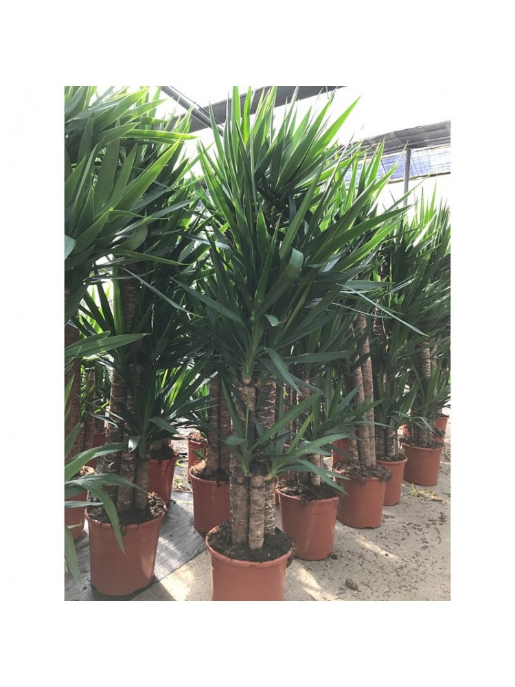 Yucca Ø25/120-90-60-30