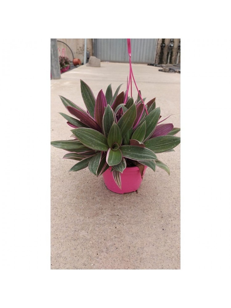 Tradescantia Pink T15