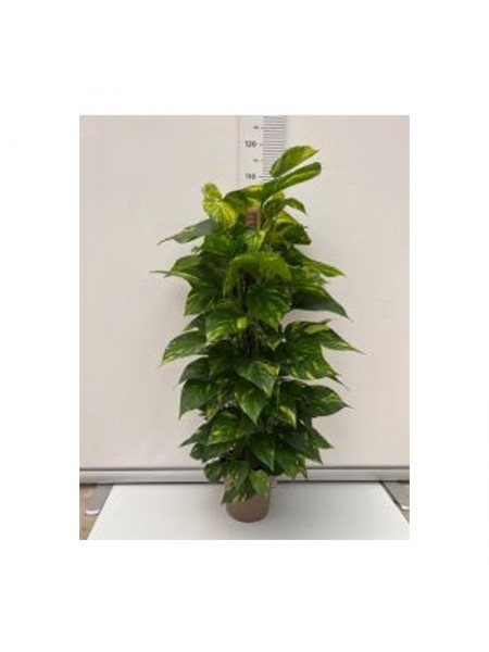 Pothos T20 (Epipremnum aureum)