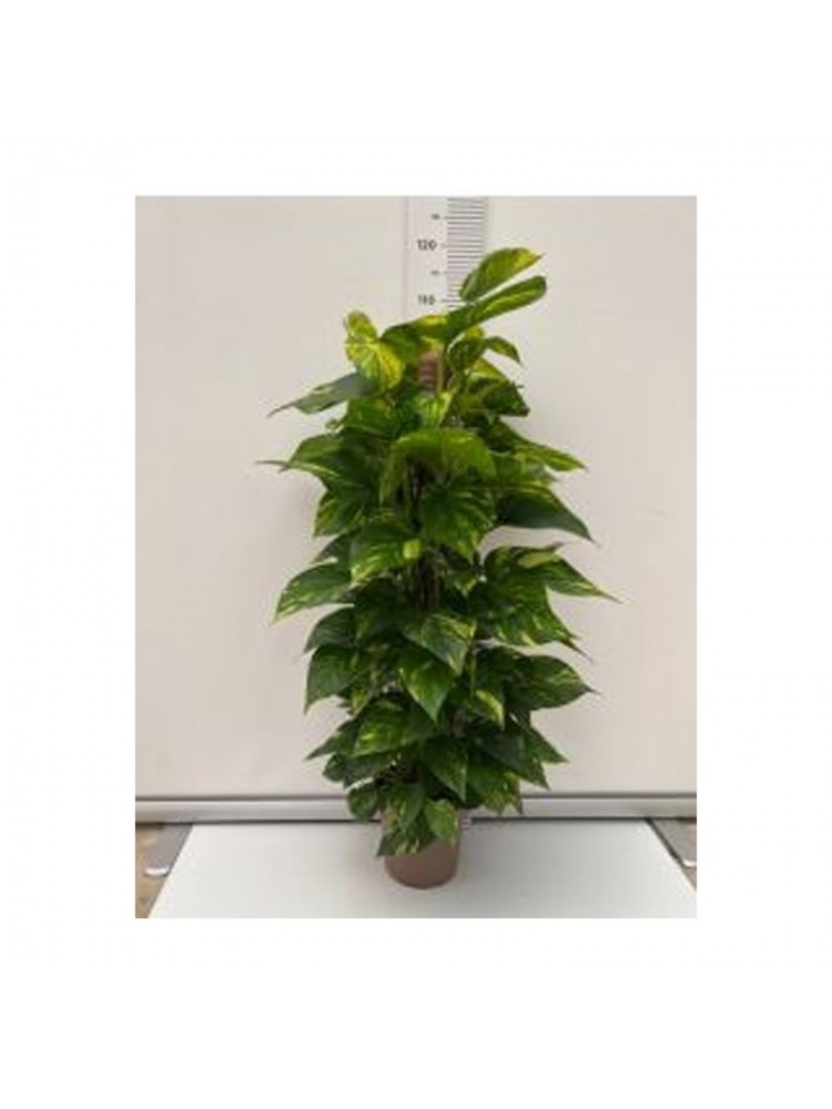 Pothos T20 (Epipremnum aureum)