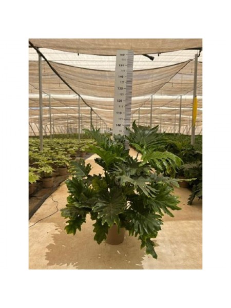 Philodendron Xanadu Ø20