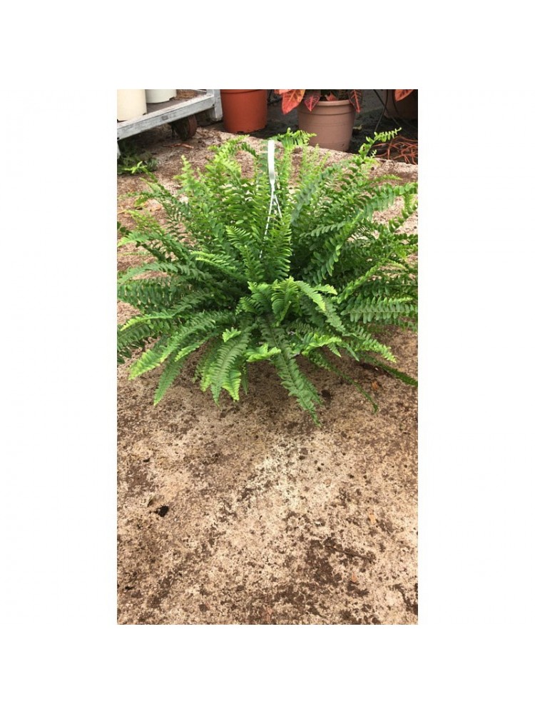 Nephrolepis exaltata bostoniensis T15