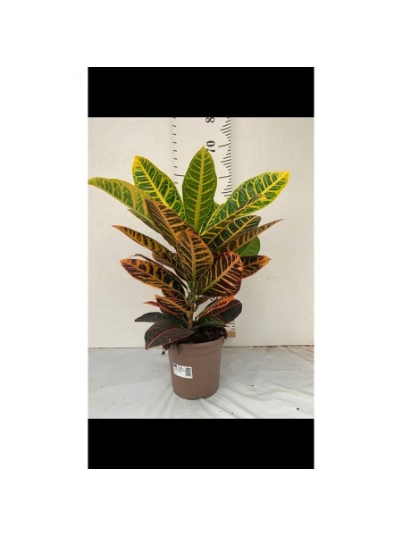 Croton Mix Ø17 2