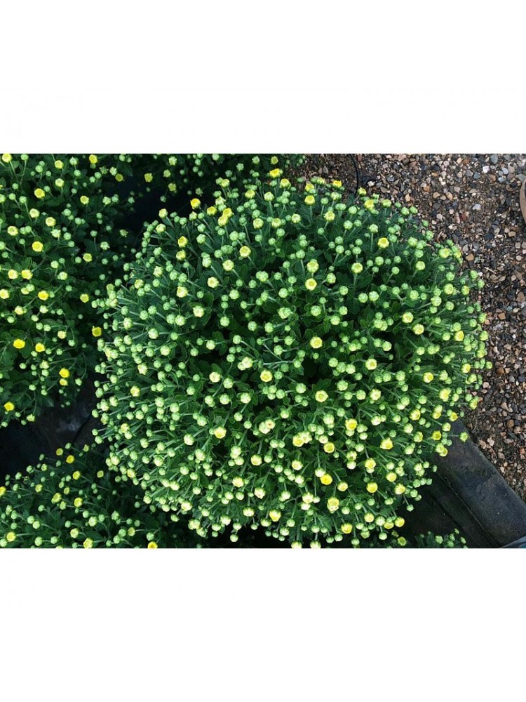 Chrysanthemum Ø17cm