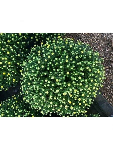 Chrysanthemum Ø17cm