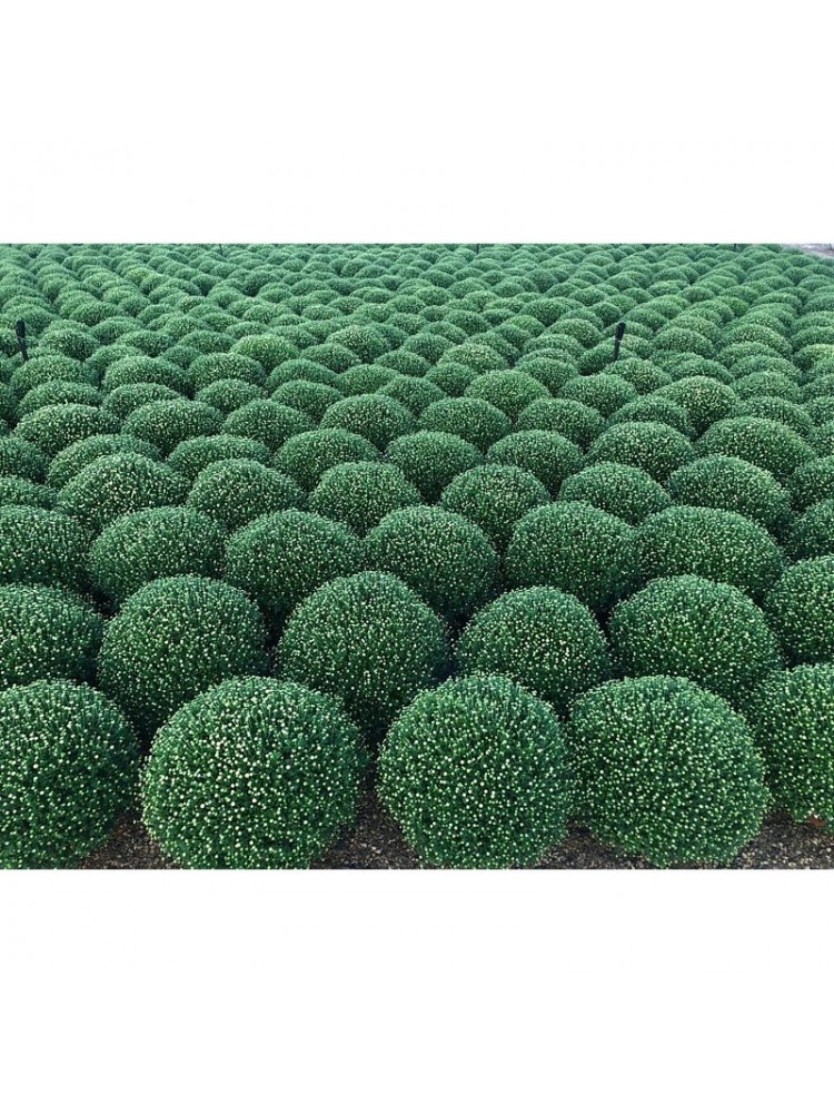 Chrysanthemum Ø17cm