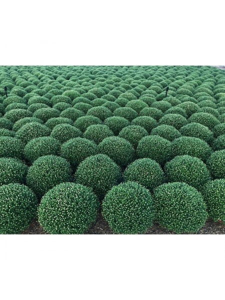 Chrysanthemum Ø17cm