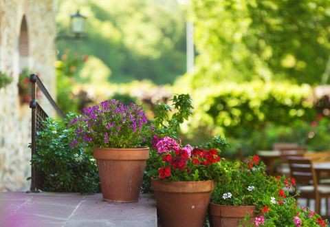 Transforma tu Terraza en Marzo: Guía Rápida de Flores de Temporada