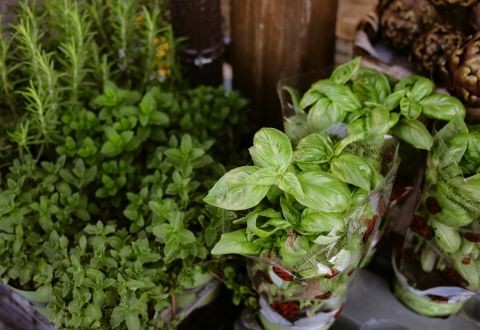 Tu Huerto Aromático en la Ventana: Frescura y Sabor al Alcance de tu Mano