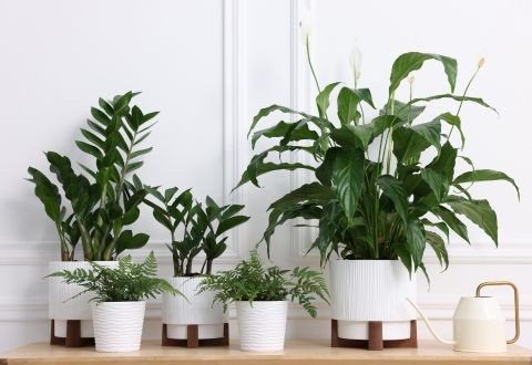 Despierta tus Plantas de Interior: Guía Esencial para una Primavera Radiante 🌿